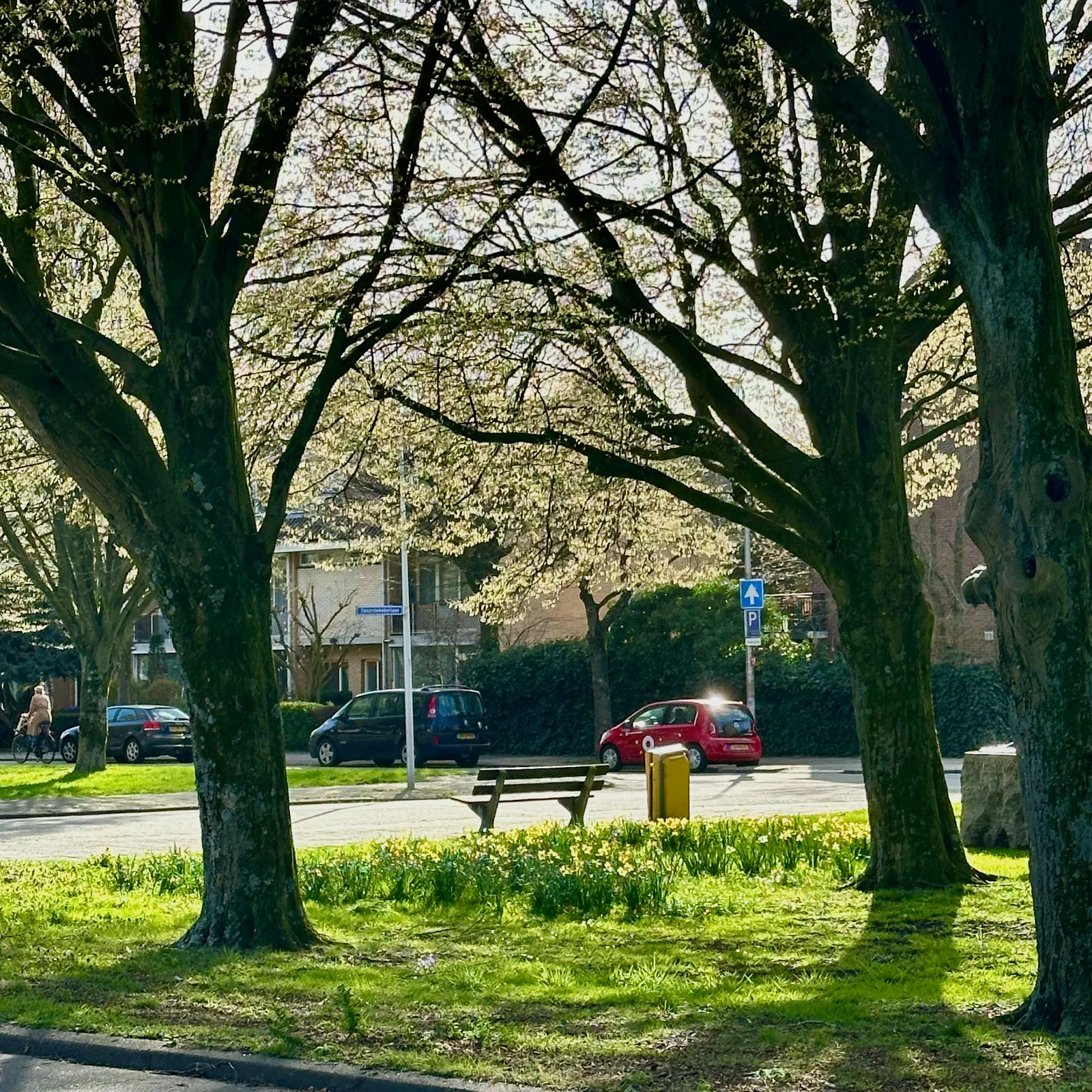 Sunlit neighbourhood green with mature trees, spring flowers and a wooden bench, with homes, parked cars and a cyclist across the street.