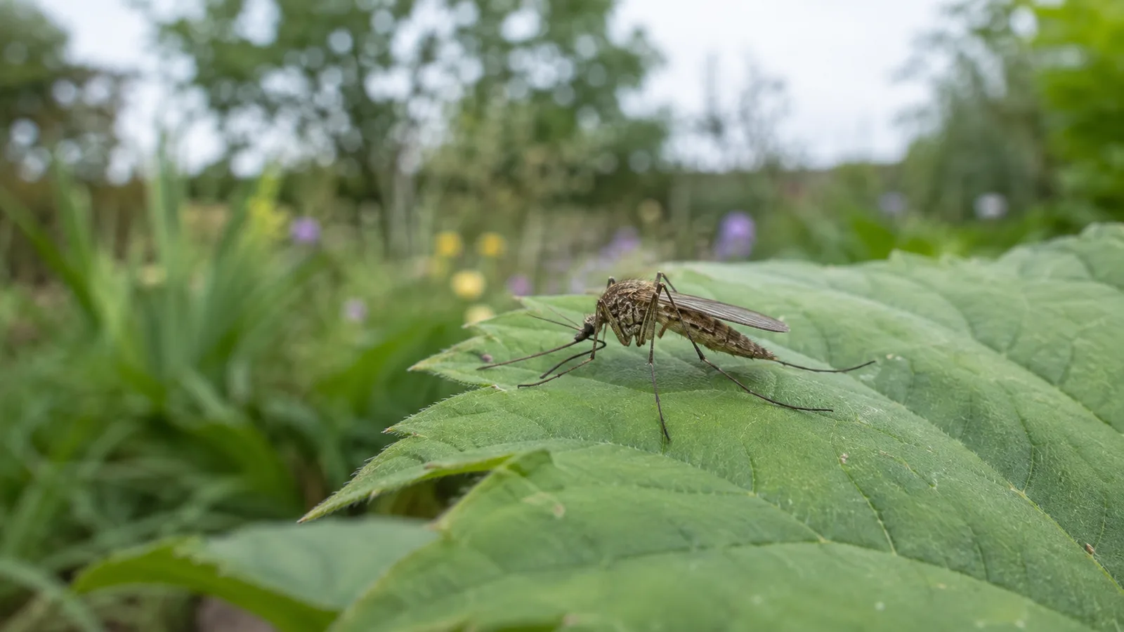 An illustrated mosquito resting on a green leaf in a garden.